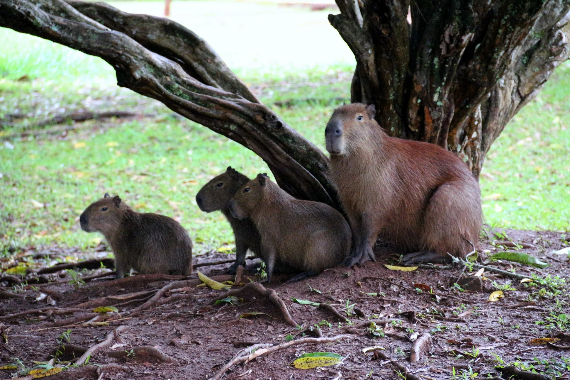 Capivaras no Parque das Nações Indígenas